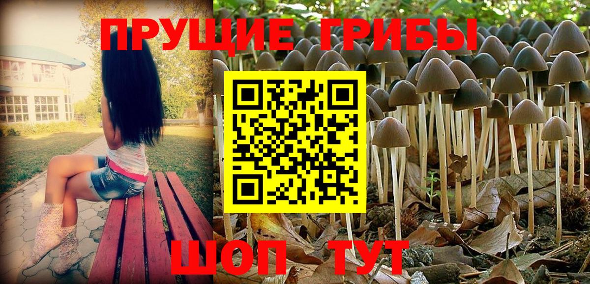 Галлюциногенные грибы Psilocybe Кольчугино